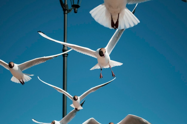 Фото Низкоугольный вид чайки, летящей на чистом голубом небе