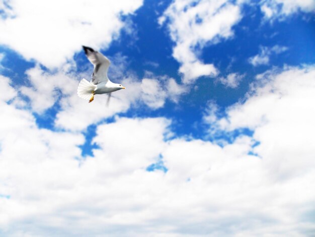 写真 空に向かって飛ぶカメの低角度の景色