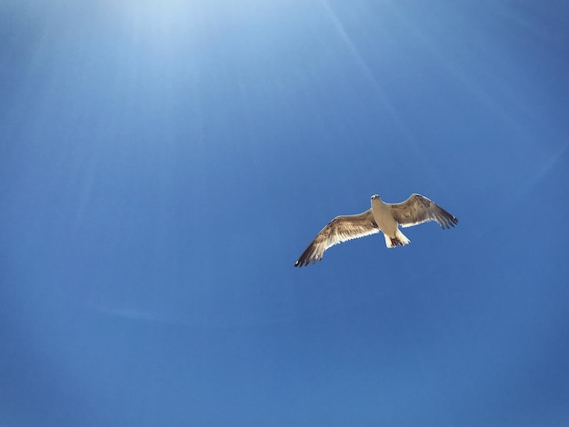 写真 空を飛ぶカモメの低角度の景色