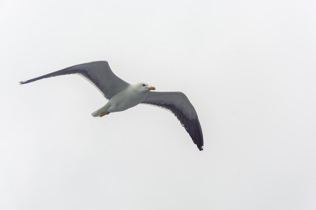 写真 空を飛ぶカモメの低角度の景色