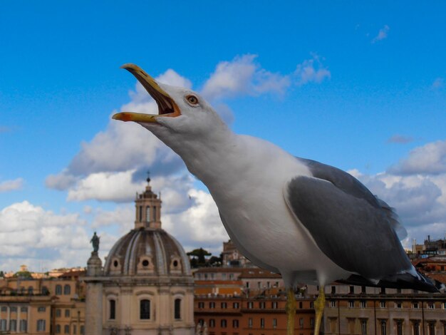 写真 空に照らされた建物の低角度のカモメの景色