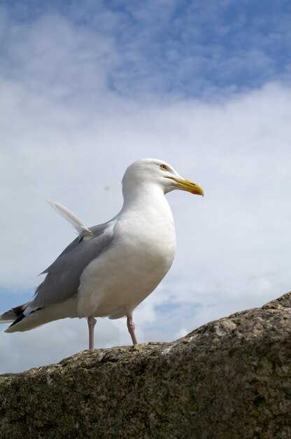 写真 岩の上に座っているカモの低角度の景色