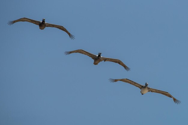 写真 晴れた空に飛ぶカモメの低角度の景色