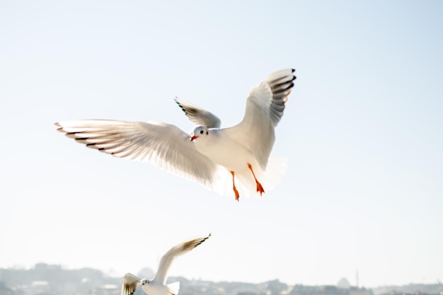 写真 晴れた空に飛ぶカモメの低角度の景色