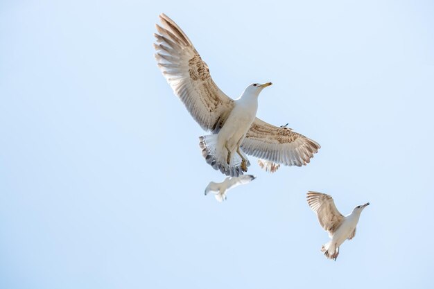 Фото Низкоугольный вид чайков, летящих на чистом небе