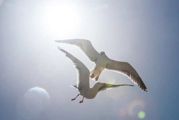 写真 空に向かって飛ぶカモメの低角度の景色