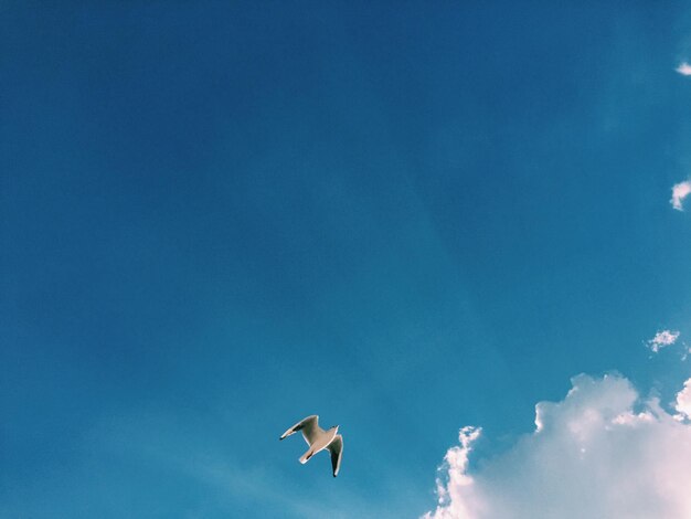 写真 空を飛ぶカモメの低角度の眺め