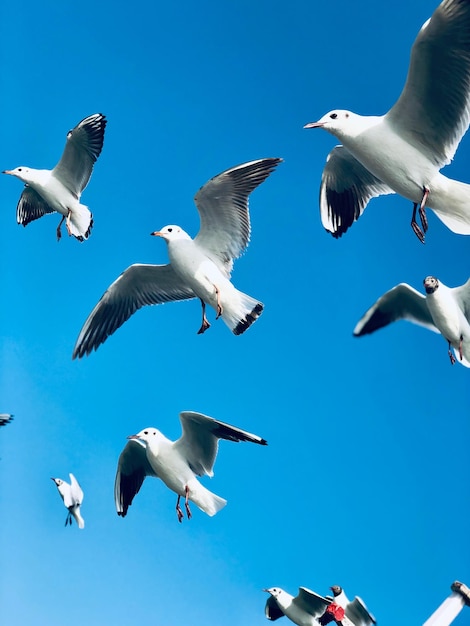 写真 が飛ぶ低角度の景色