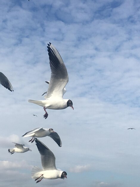 写真 が飛ぶ低角度の景色