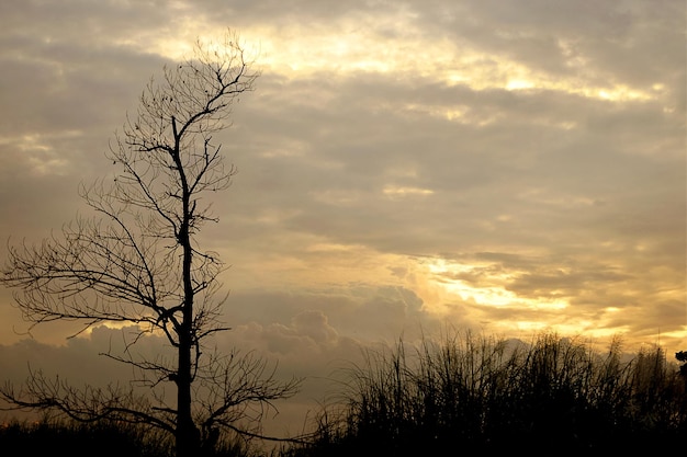 写真 夕暮れの空に照らされた裸の木のシルエットの低角度の眺め