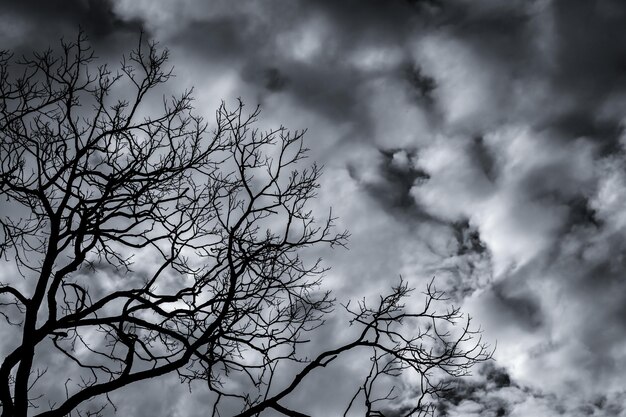 写真 空に照らされた裸の木のシルエットの低角度の眺め