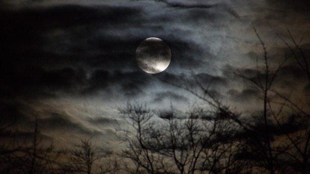 写真 夜の満月を背景に裸の木のシルエットを低角度で眺める