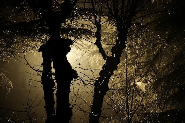写真 夕暮れの空を背景に裸の木のシルエットを低角度で眺める