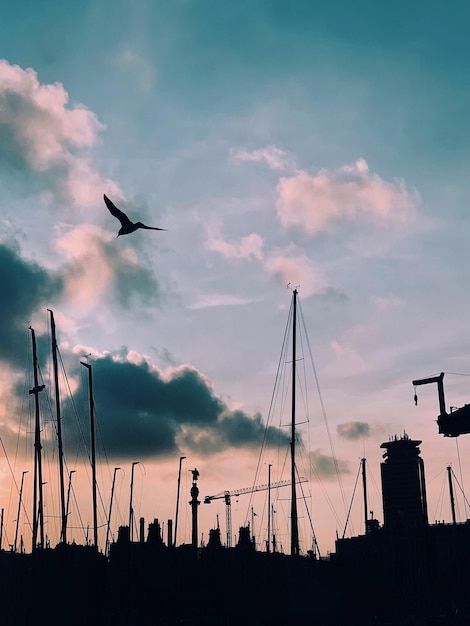 Фото Низкий угол обзора силуэтов птиц, летящих на фоне неба