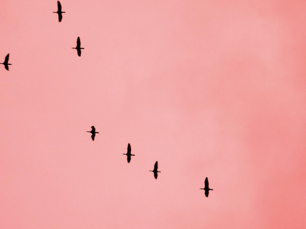 Фото Низкоугольный вид силуэтных птиц, летающих в розовом небе