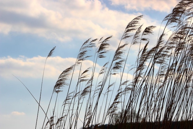 写真 夕暮れの空を背景にしたシルエット植物の低角度の視点