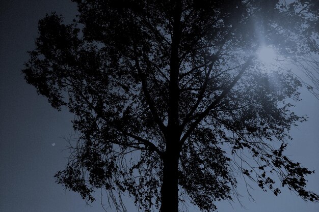 写真 夕暮れの空を背景にしたシルエットの木の低角度の眺め