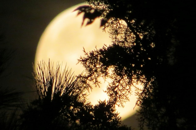 写真 夜の壮大な月を背景にした木のシルエットの低角度の景色