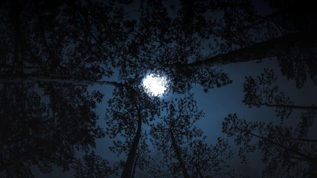 写真 夜空を背景に木のシルエットを低角度で眺める