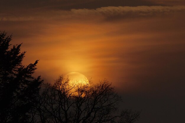 写真 夕暮れの空を背景に木のシルエットを低角度で眺める