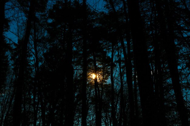 写真 天空を背景に森の中のシルエットの木の低角度の眺め