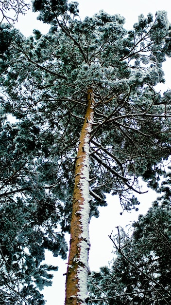 Фото Низкий угол зрения на покрытое снегом дерево