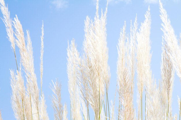 写真 天空を背景にした茎の低角度の眺め