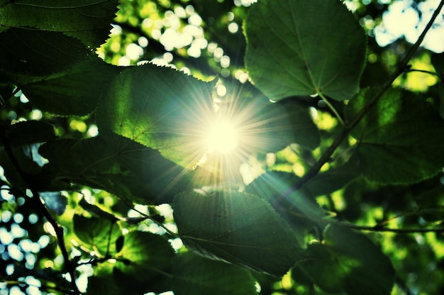 写真 植物を通る太陽光の低角度の視点