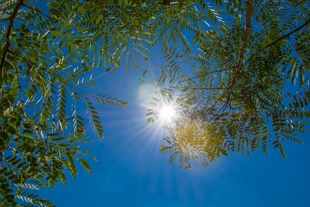 写真 木を通って流れる日光の低角度の視点