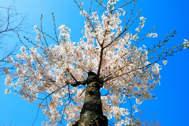 写真 青い空を背景にした低角度の木の景色