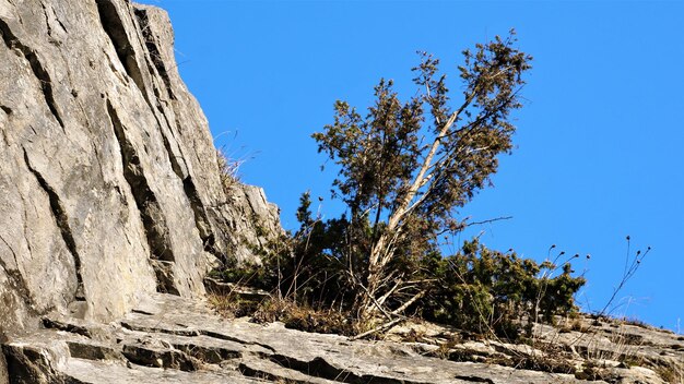 Фото Низкоугольный вид дерева на чистом голубом небе