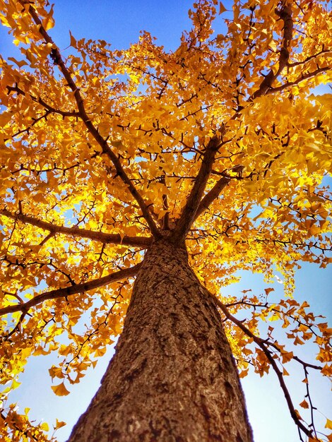 写真 秋の空に照らされた木の低角度の景色