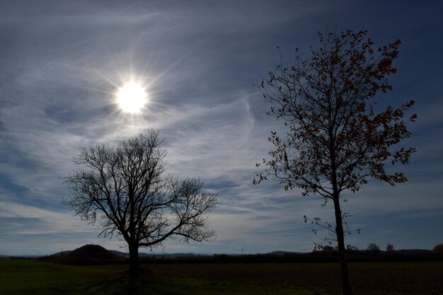 Фото Низкоугольный вид дерева на небо во время захода солнца