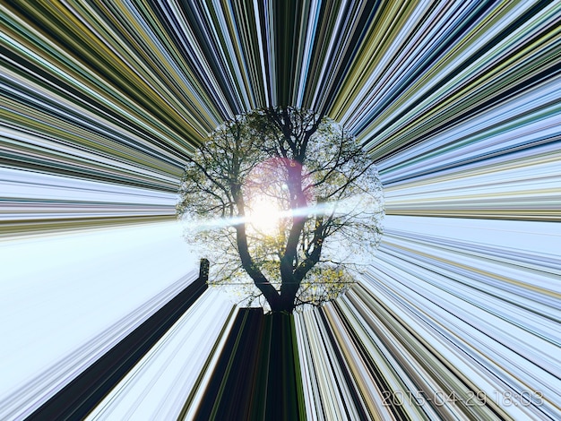 写真 空に照らされた木の低角度の視点