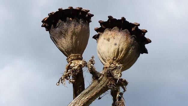 写真 空に照らされた木の低角度の視点