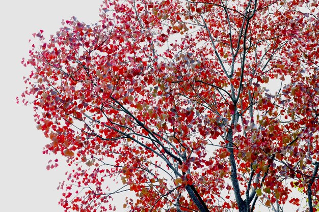 写真 空に照らされた木の低角度の視点