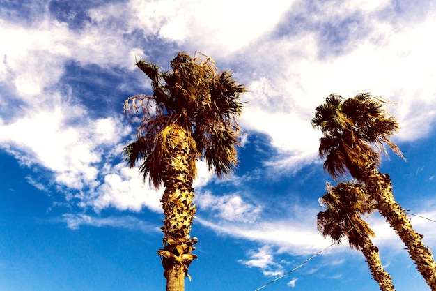 写真 空に照らされた木の低角度の視点