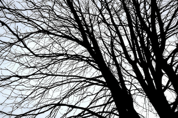 Фото Низкоугольный вид дерева на небо