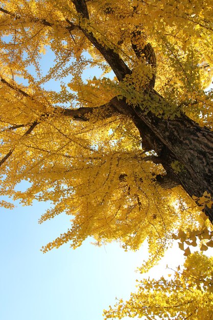 写真 空に照らされた木の低角度の視点