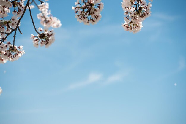 写真 空に照らされた木の低角度の視点