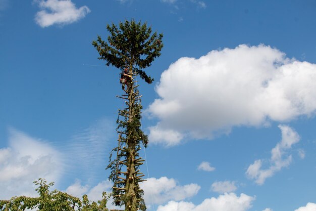 写真 空に照らされた木の低角度の視点