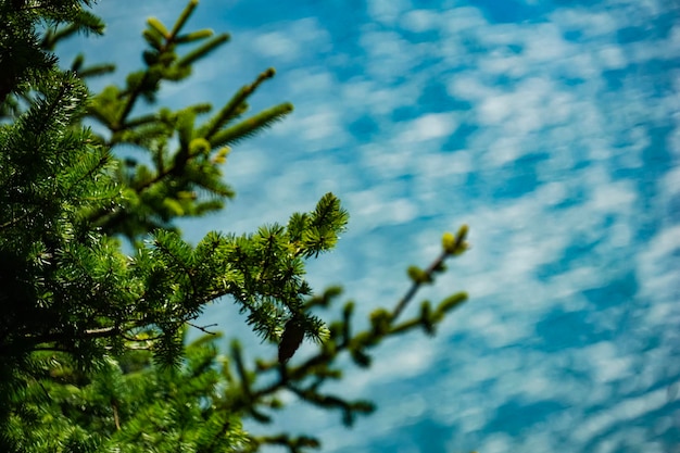 写真 空に照らされた木の低角度の視点