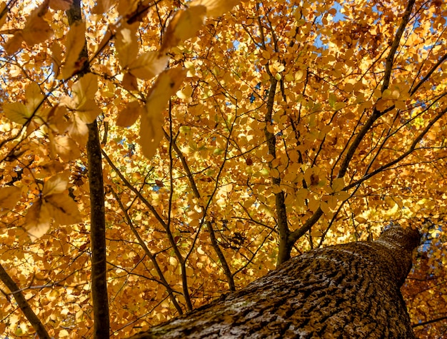 Фото Низкий угол зрения на дерево осенью
