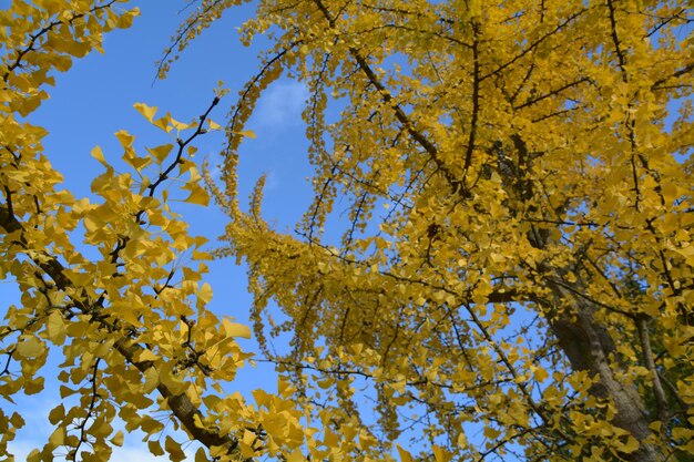 Фото Низкий угол зрения дерева осенью