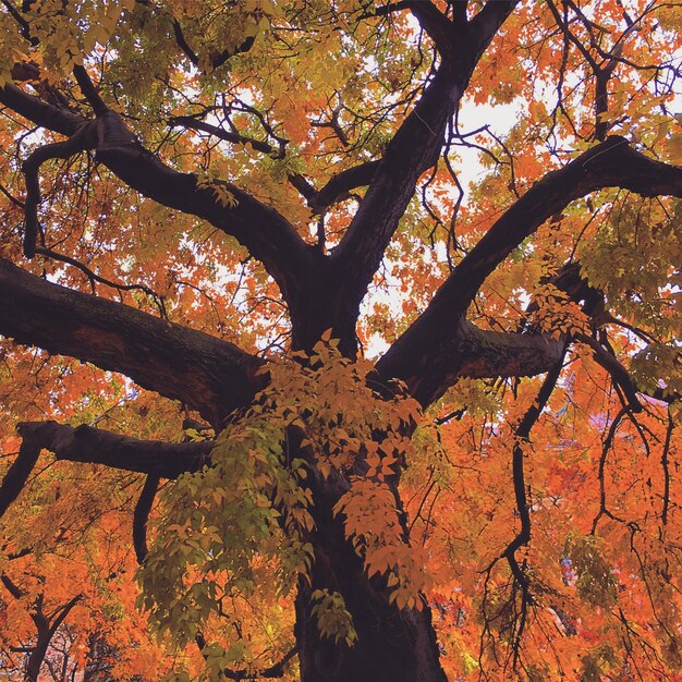 写真 森の中の木の低角度の眺め