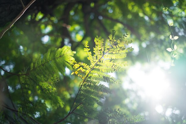 写真 森の中の木の低角度の眺め