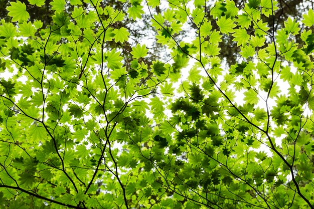 写真 木の葉の低角度の眺め