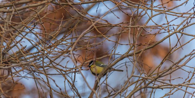 写真 樹木の低角度の視点