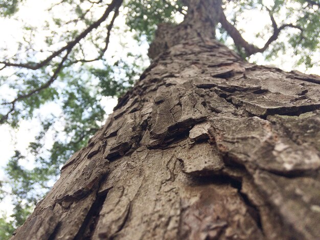 写真 樹木の低角度の視点