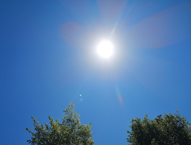 写真 晴れた日に青い空を背景に木の低角度の景色